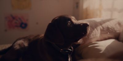 Still from Commercial: The Farmer’s Dog — "Forever" that has been tagged with: insert & dog