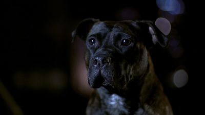 Still from Ghost Dog: The Way of the Samurai (1999) that has been tagged with: dog