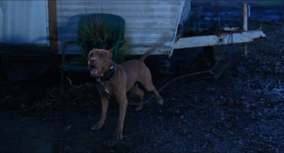 Still from Killer Joe (2011) that has been tagged with: insert & dog