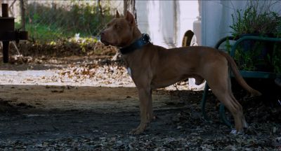 Still from Killer Joe (2011) that has been tagged with: insert & dog