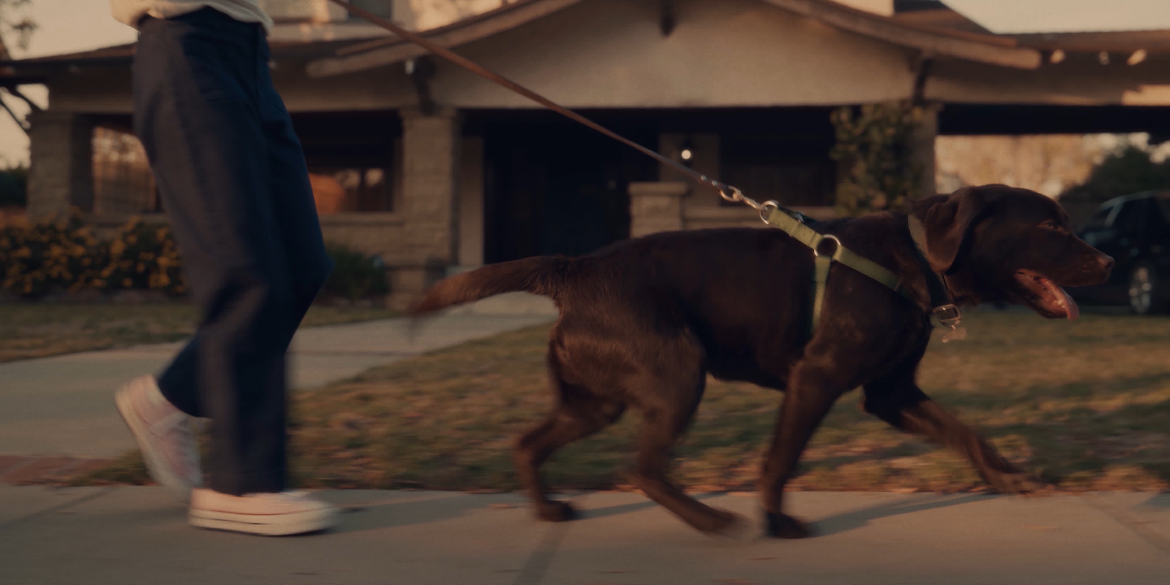 Commercial The Farmer’s Dog — "Forever" stills and screengrabs SHOT.CAFE