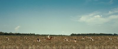 Still from 12 Years a Slave (2013) that has been tagged with: horse & day & extreme wide