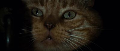 Still from Alien (1979) that has been tagged with: insert & close-up & cat