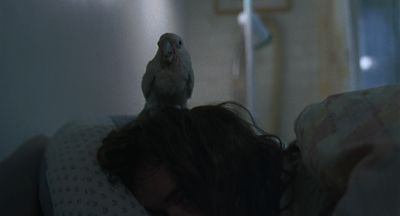 Still from Being John Malkovich (1999) that has been tagged with: medium close-up & clean single & interior & bird