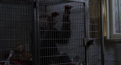 Still from Being John Malkovich (1999) that has been tagged with: day & chimpanzee
