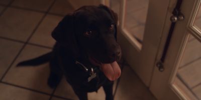 Still from Commercial: The Farmer’s Dog — "Forever"