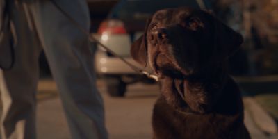 Still from Commercial: The Farmer’s Dog — "Forever" that has been tagged with: looking up