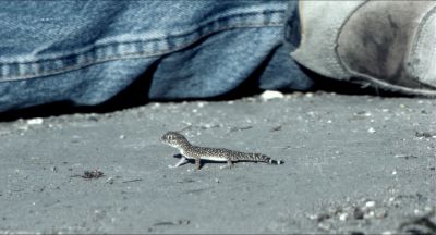 Still from Killer Joe (2011) that has been tagged with: lizard & insert