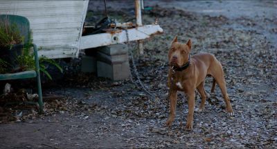 Still from Killer Joe (2011) that has been tagged with: exterior & dog