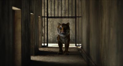 Still from Life of Pi (2012) that has been tagged with: tiger & medium wide