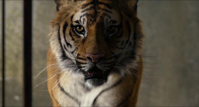 Still from Life of Pi (2012) that has been tagged with: tiger