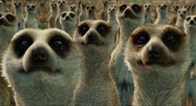 Still from Life of Pi (2012) that has been tagged with: meercats