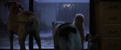 Still from Magnolia (1999) that has been tagged with: medium wide & dog & interior