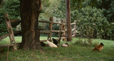 Still from Past Lives (2023) that has been tagged with: fence & wide shot