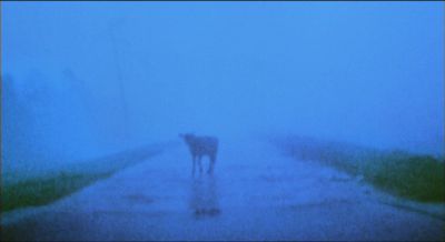 Still from Psycho (1998) that has been tagged with: clean single & day & wide shot & cows & road & exterior