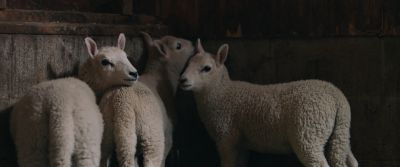 Still from Swallow (2019) that has been tagged with: sheep