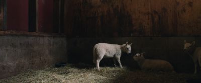 Still from Swallow (2019) that has been tagged with: insert & sheep