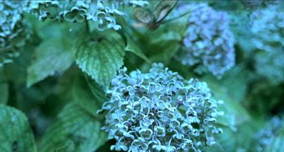 Still from The Diving Bell and the Butterfly (2007) that has been tagged with: flowers & extreme close-up