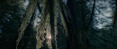 Still from The Revenant (2015) that has been tagged with: insert & lens flare & moss