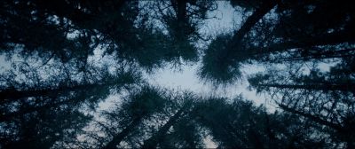 Still from The Revenant (2015) that has been tagged with: day & trees