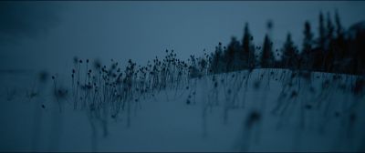 Still from The Revenant (2015) that has been tagged with: exterior & snow & flowers