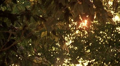 Still from The Virgin Suicides (1999) that has been tagged with: 977553 & exterior & insert & day