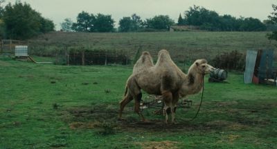 Still from The Wonders (2014) that has been tagged with: field & camel