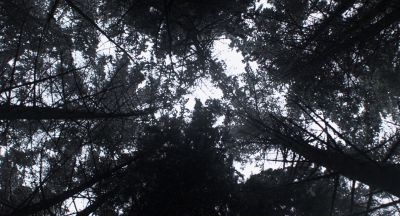 Still from Under The Skin (2013) that has been tagged with: low-angle & woods
